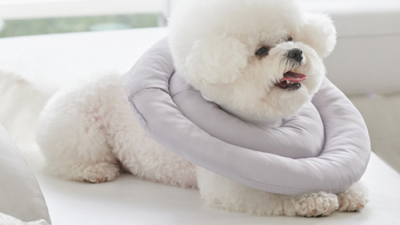 🐶 꿀잠 보장! 강아지 쿠션 넥카라 솔직 후기 & 꿀팁 대방출! (할인 정보 포함)